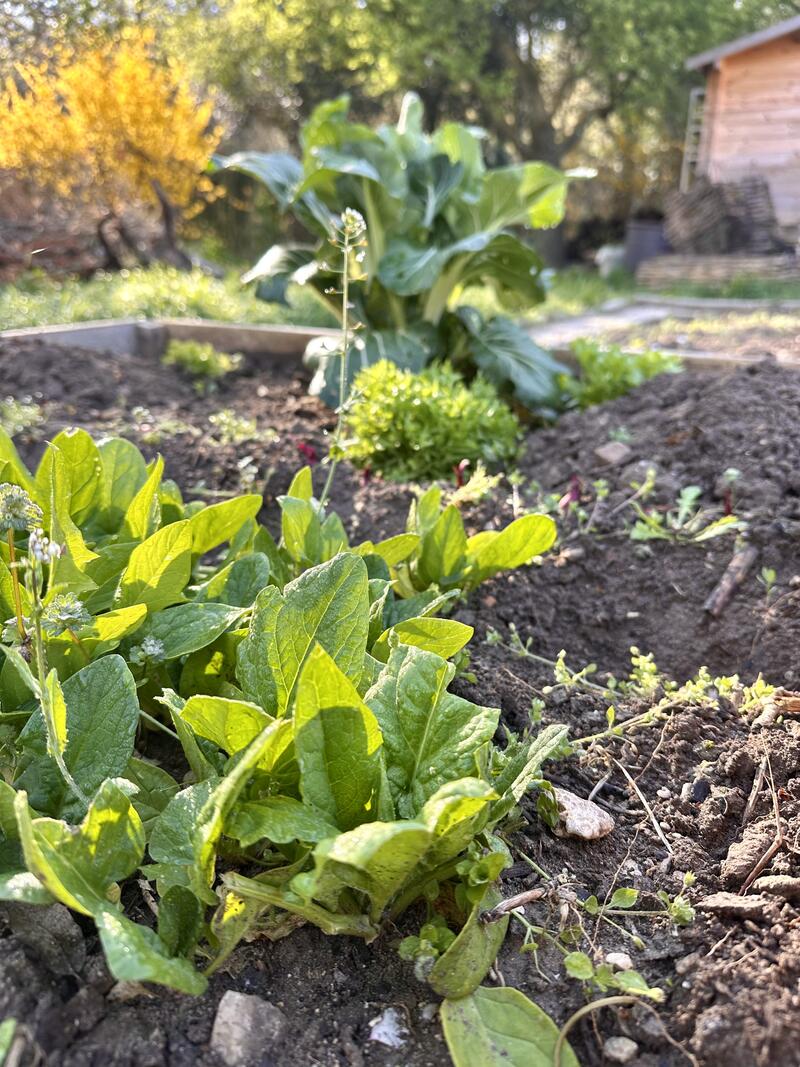 Comprendre le sol pour mieux cultiver